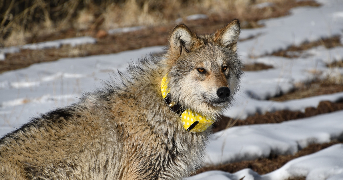 Mexican Wolf Numbers Soar Past 200 | U.S. Fish & Wildlife Service